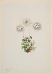 Waldnymphe Moneses uniflora, 1902