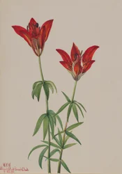 Holzlilie (Lilium philadelphicum)