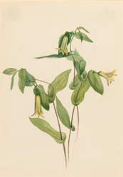 Wald-Merrybells (Uvularia perfoliata)