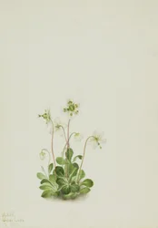 Waldnymphe (Moneses uniflora)
