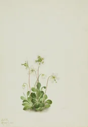 Waldnymphe Moneses uniflora, 1925