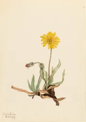 Wollige Agoseris (Agoseris villosa)