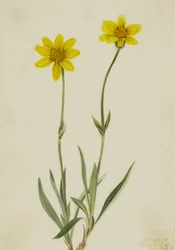 Wollige Arnika Arnica tomentosa, 1920