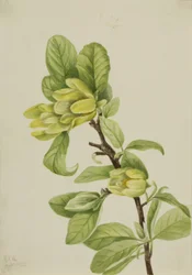 Gelber Gurkenbaum (Magnolia cordata)