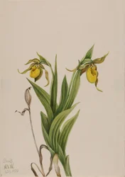 Gelber Frauenschuh Cypripedium parviflorum, 1920