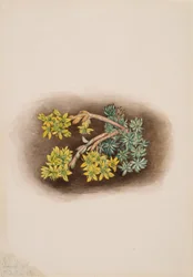 Gelber Mauerpfeffer Sedum stenopetalum