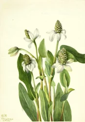 Yerba Mansa (Anemopsis californica), 1934