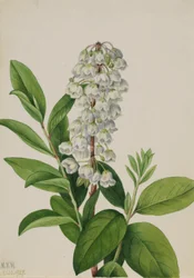 Zenobia (Zenobia cassinifolia)