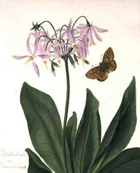 Dodecatheon Meadia und Schmetterling