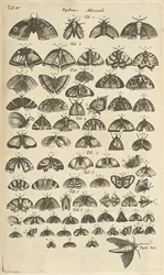 Tafel IV, Schmetterlinge und Motten, Illustration aus 