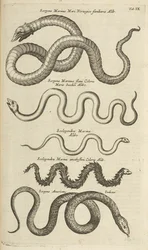 Tafel IX, Seeschlangen, Illustration aus 