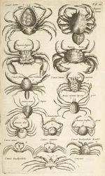 Tab VI, Krebse, Illustration aus 