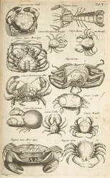 Tafel V, Krebse, Illustration aus 