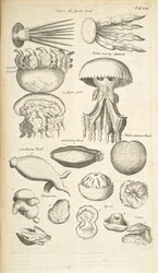 Tafel XIX, Quallen, Seegurken und andere Meereslebewesen, Illustration aus 