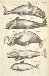 Tafel XLI, Wale, Illustration aus 