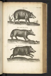 Tafel XLVIII, Wildschwein, Illustration aus 
