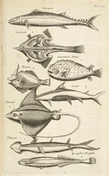 Tab XXXIX, Fischarten, Illustration aus 
