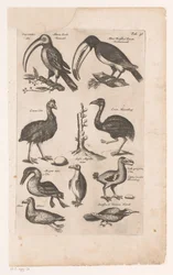 Tukane und andere Vögel