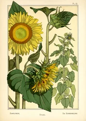 Die Sonnenblume