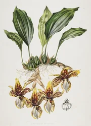 Die Stanhope-Tigerorchidee, 1838