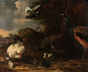 Zwei Pfauen bedrohen eine Henne mit Küken, bekannt als 