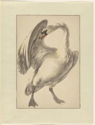 Weißer zahmer Schwan