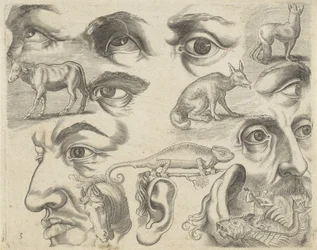 Studienblatt mit Zeichenbeispielen: Augen, Köpfe und Tiere (Serie)
