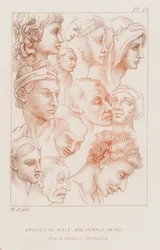 Studien von männlichen und weiblichen Köpfen