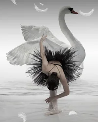 Ballerina als schwarzer Schwan