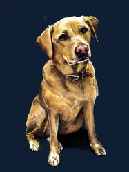 Daisy der Labrador auf Mitternachtsblau, 2020