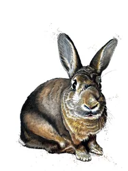 Meg der Hase auf Weiß