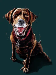 Nessa der Schokolabrador auf Tiefcyan, 2020