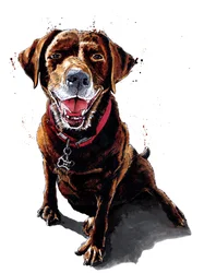 Nessa Der Schokoladen-Labrador auf Weiß, 2020