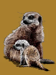 Neues Baby Erdmännchen auf Goldgelb, 2020