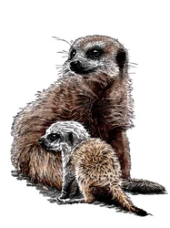 Neugeborene Erdmännchen auf Weiß, 2020