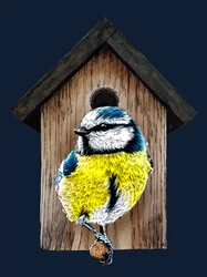 Neues Zuhause Blaumeise auf Mitternachtsblau, 2020