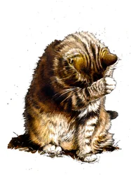 Smallfry die Katze auf Weiß