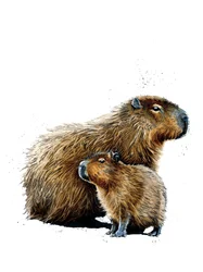 Die Capybaras auf Weiß