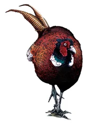 Der Gemeine Fasan auf Weiß