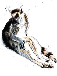 Der faule Lemur auf Weiß, 2020