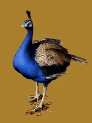 Der Pfau auf Goldgelb