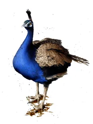 Der Pfau auf Weiß, 2019