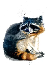 Der Waschbär auf Weiß, 2020