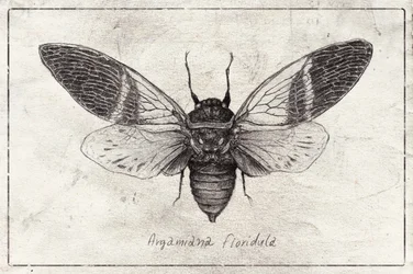 Insektenillustration