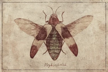 Vintage Insektenillustration