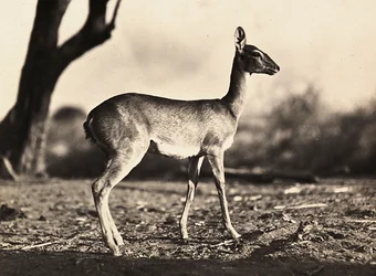 „Ein Imperium aufbauen“ im faschistischen Zeitalter: eine Ziege von Setit, 09/05/1936