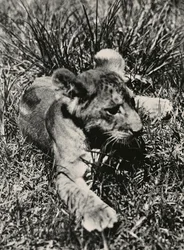 "Aufbau eines Imperiums" im faschistischen Zeitalter: ein Exemplar eines jungen Löwen, 09/05/1936
