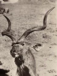 „Ein Imperium aufbauen“ im faschistischen Zeitalter: Beispiel eines Agazen, 09.05.1936