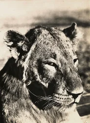 „Ein Imperium aufbauen“ im faschistischen Zeitalter: Kopf eines Löwen, 09.05.1936