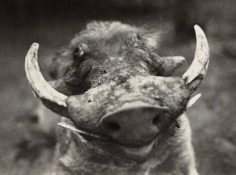 Kopf eines Wildschweins, 09/05/1936